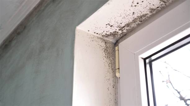 Best Commercial Mold Inspection  in Lake Wildwood, CA